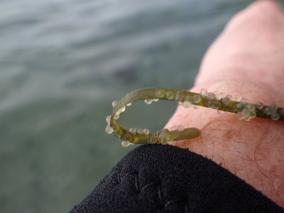 Herring Eggs - 2 days after spawning