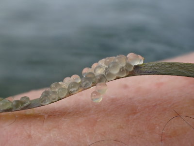 Herring Eggs - 2 days after spawning