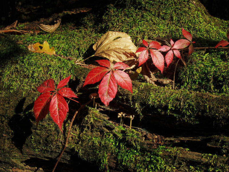Leaves