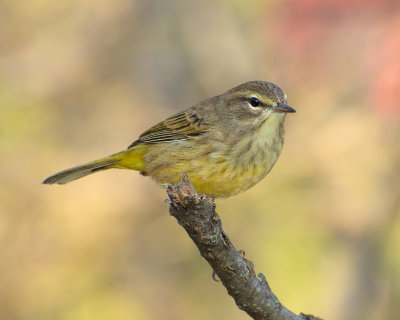 Cape May warbler?