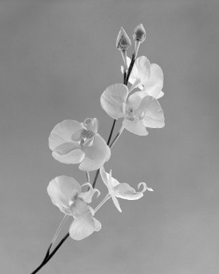 Silk orchids