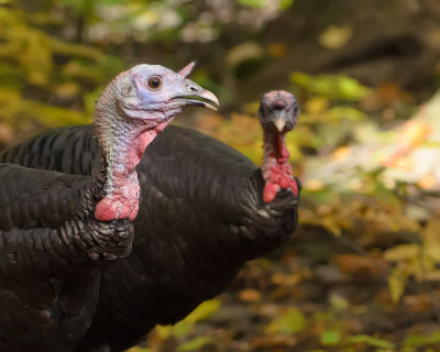 Wild turkeys act out a scene from Ingmar Bergman's Persona