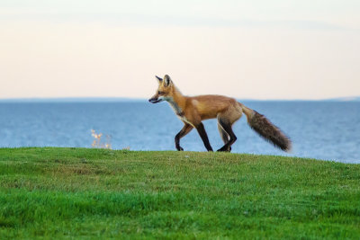 Red fox