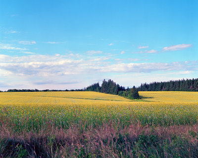 Mustard field, Souris PEI