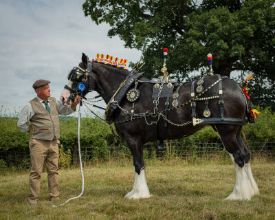 Derbyshire Shire Horse Show 2022
