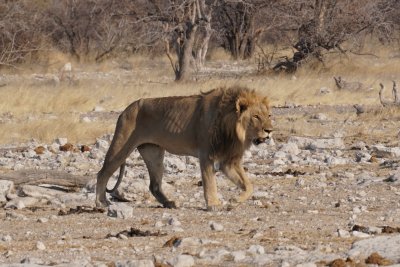 g12/94/539594/3/170019054.nYbuxa54.jpg