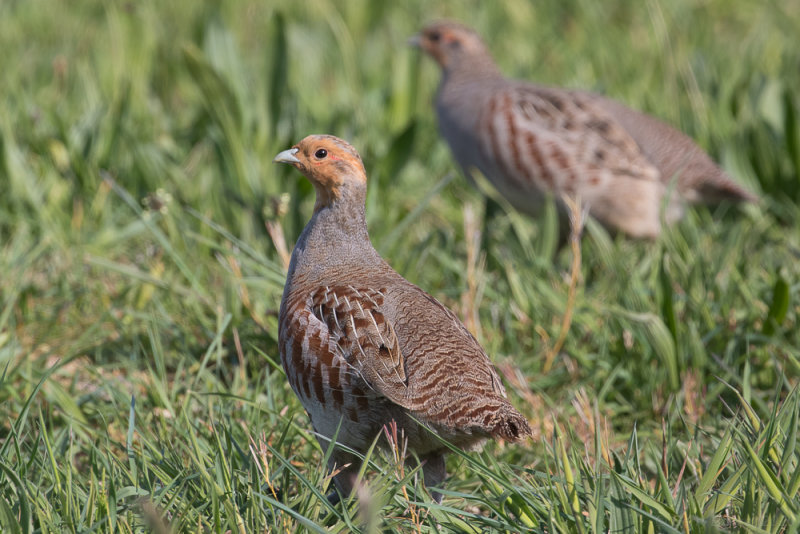Grey Partridge