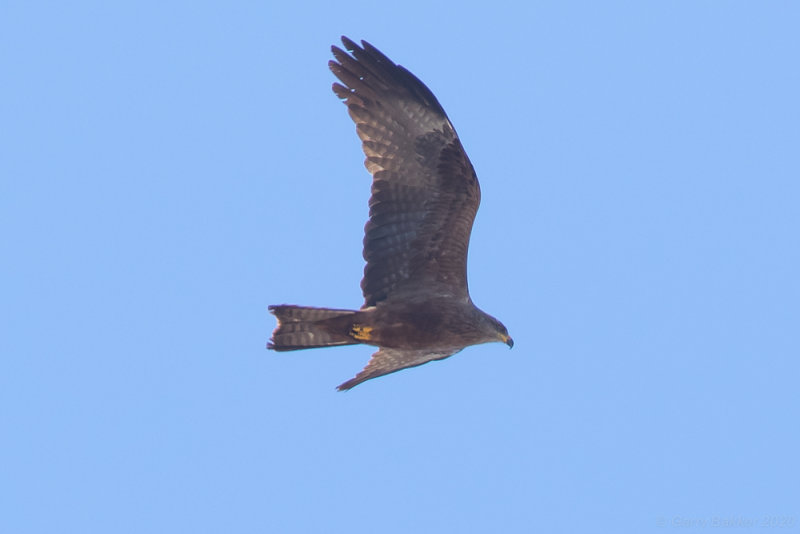Black Kite
