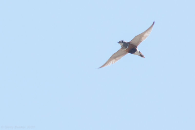 Eurasian Dotterel