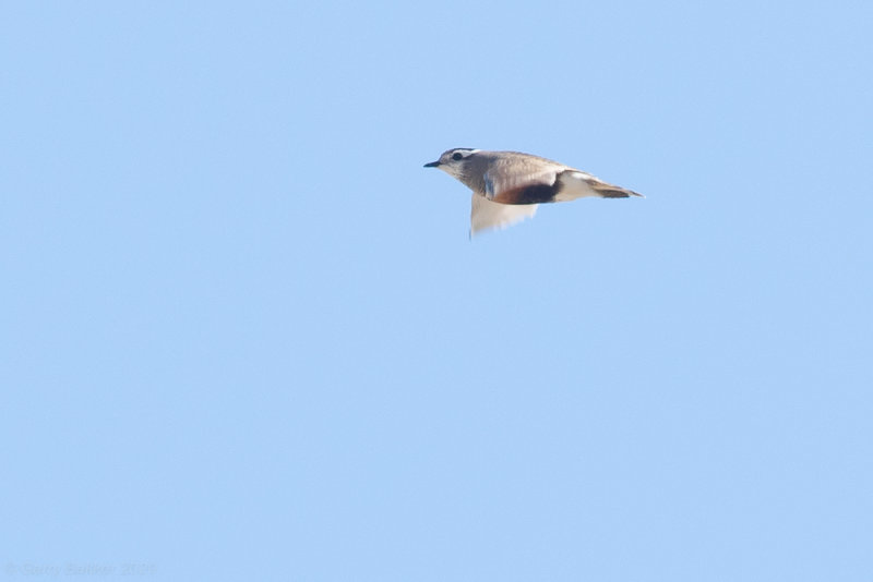 Eurasian Dotterel