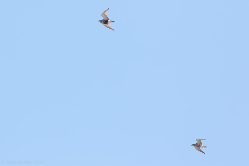 Eurasian Dotterel