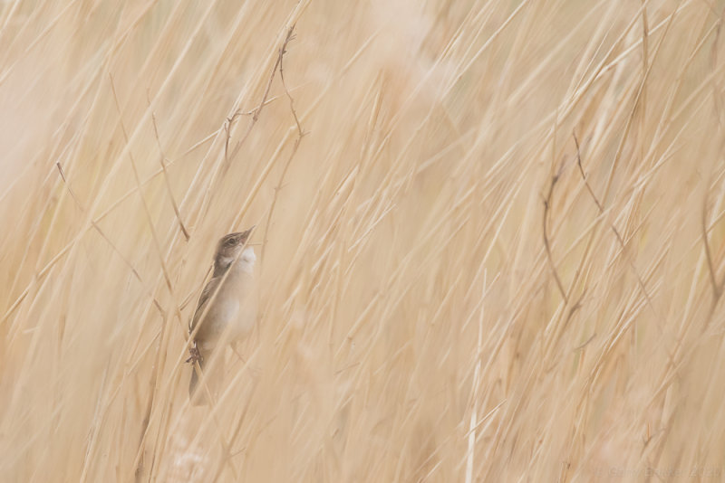 Savis Warbler
