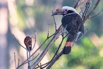 Luzon Hornbill (Penelopides manillae)