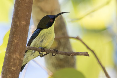 Bohol Sunbird (Aethopyga decorosa)