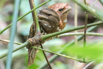 Philippine Frogmouth (Batrachostomus septimus)
