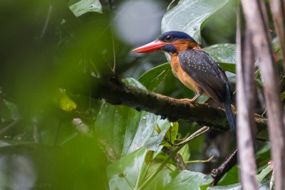 Hombron's Kingfisher (Actenoides hombroni)