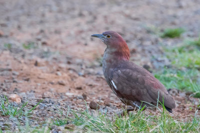 Japanese Night Heron (Gorsachius goisagi)