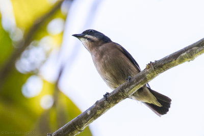 Whiskered Flowerpecker (Dicaeum proprium)