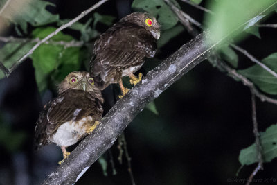 Mindanao Hawk-Owl (Ninox spilocephala)