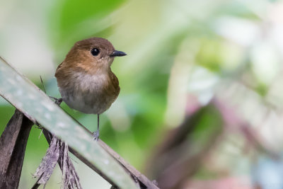 Cryptic Flycatcher (Ficedula crypta)