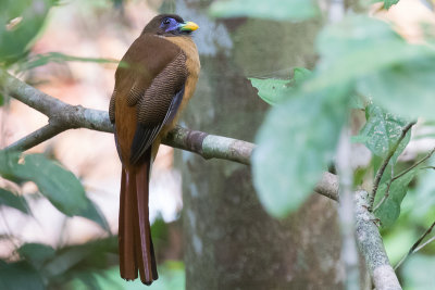 Philippine Trogon (Harpactes ardens)