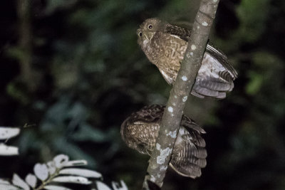Camiguin Hawk-Owl (Ninox leventisi)