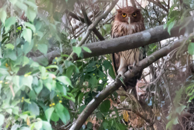 Philippine Eagle-Owl (Bubo philippensis)