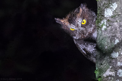 Luzon Scops Owl (Otus longicornis)