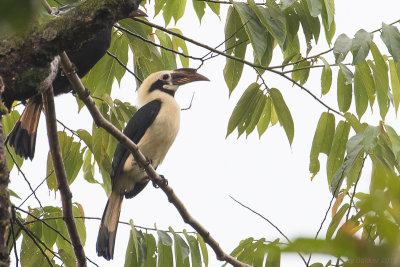 Mindanao Hornbill (Penelopides affinis)