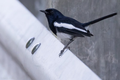 Philippine Magpie-Robin (Copsychus mindanensis)