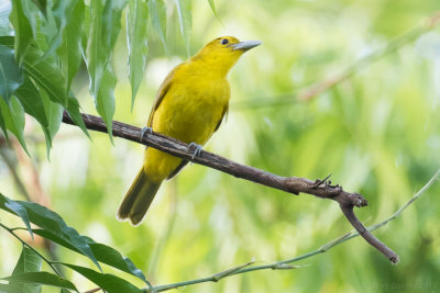 Isabela Oriole (Oriolus isabellae)