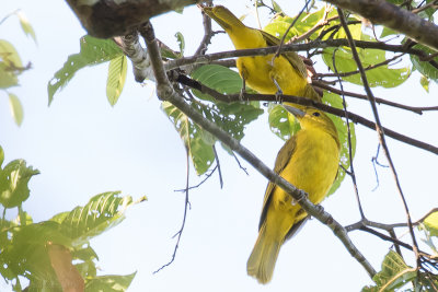 Isabela Oriole (Oriolus isabellae)