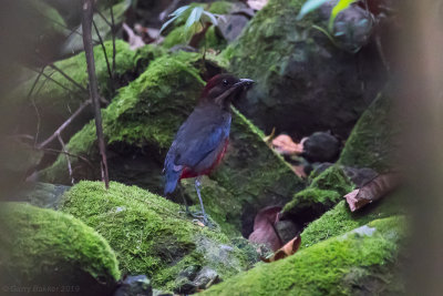 Whiskered Pitta (Erythropitta kochi)