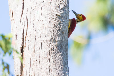 Yellow-faced Flameback (Chrysocolaptes xanthocephalus)