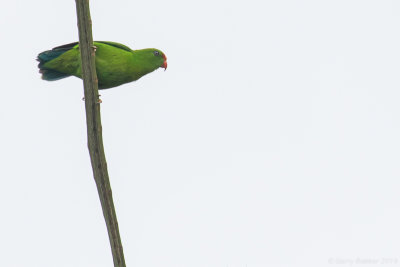 Philippine Hanging Parrot (Loriculus philippensis regulus)