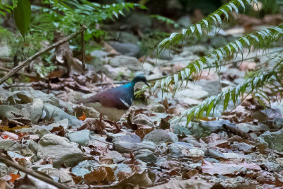 Negros Bleeding-heart (Gallicolumba keayi)