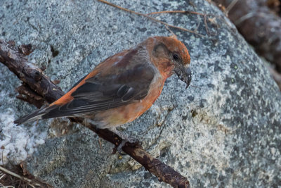 Red Crossbill (Loxia curvirostra)