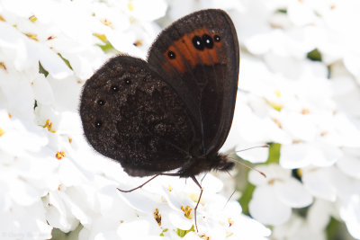 de Prunner's Ringlet (Erebia triarius)