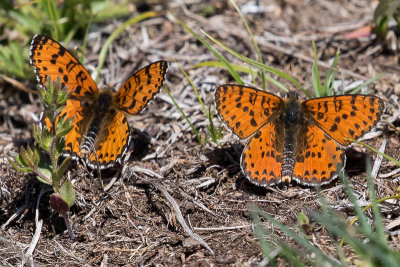 Spotted Fritillary (Melitaea didyma)