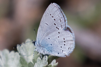 Provenal Short-tailed Blue (Cupido alcetas)