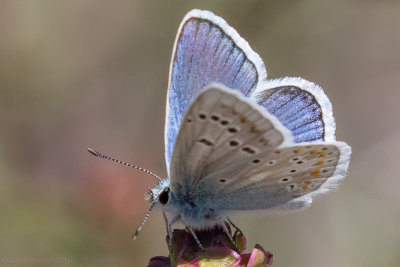 Turqouise Blue (Polyommatus dorylas)