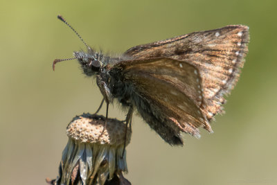 Dingy Skipper (Erynnis tages)