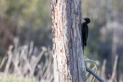 Black Woodpecker (Dryocopus martius)