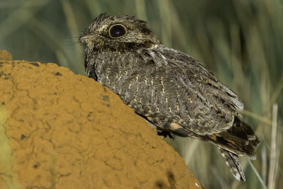 Sickle-winged Nightjar (Eleothreptus anomalus)