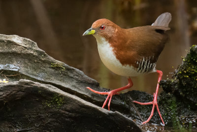 Red-and-white Crake (Laterallus leucopyrrhus)