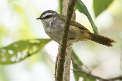 White-striped Warbler (Myiothlypis leucophrys)
