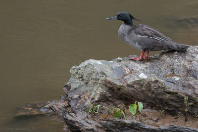 Brazilian Merganser (Mergus octosetaceus)