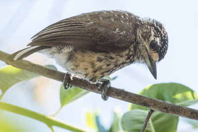 White-wedged Piculet (Picumnus albosquamatus)