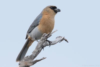 Cinnamon Tanager (Schistochlamys ruficapillus)