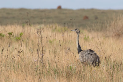 Greater Rhea (Rhea americana)